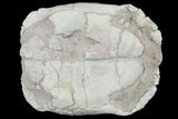 Inflated, Fossil Tortoise (Testudo) - South Dakota #129258-5